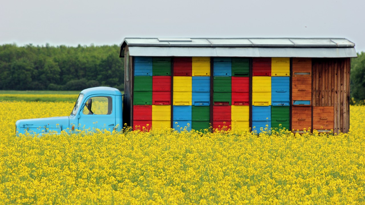 Pčelarski kamion sa košnicama.